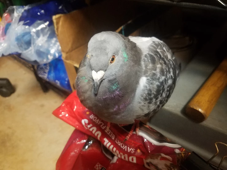  This Pigeon Racer Flew The Coop, Just Like Boston Bruins Goaltender Tuuka Rask